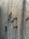 Rusty staples on Old planked wood texture background, Brown colour, Vintage wooden wall Royalty Free Stock Photo