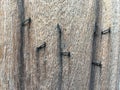 Rusty staples on Old planked wood texture background, Brown colour, Vintage wooden wall Royalty Free Stock Photo