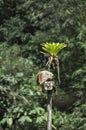 Rusty surveillance spotlight in a abandoned jungle setting