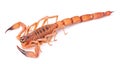 The Rusty Thick Tail Scorpion