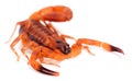 The Rusty Thick Tail Scorpion