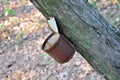 Rusty tin can nailed to a tree Royalty Free Stock Photo