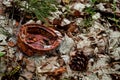 Rusty tin can thrown in the woods Royalty Free Stock Photo