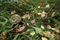 Rusty tin can in the woods Royalty Free Stock Photo