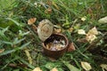 rusty tin can in the woods Royalty Free Stock Photo