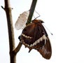 Rusty tipped page butterfly spiroeta epaphus out of its pupa white background