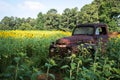 A Rusty Truck Amidst a Field of Sunflowers Royalty Free Stock Photo