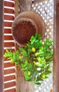 Rusty Tub And Lemon Tree Corner Decoration In Quaint Country Cafe