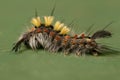 Rusty Tussock Moth caterpillar Royalty Free Stock Photo