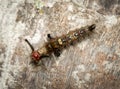 Rusty Tussock Moth Caterpillar Royalty Free Stock Photo