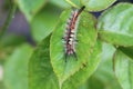 rusty tussock moth caterpillar Royalty Free Stock Photo