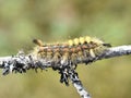 Rusty tussock moth caterpillar Royalty Free Stock Photo