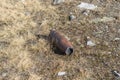 Rusty unexploded artillery bullet shell, World War II Royalty Free Stock Photo