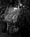 Rusty vintage wheelbarrow leaning on an old oak tree Kfar Glikson Israel Royalty Free Stock Photo