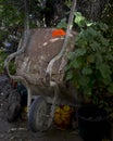 Rusty vintage wheelbarrow leaning on an old oak tree Kfar Glikson Israel Royalty Free Stock Photo