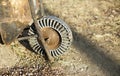 Rusty vintage wheelbarrow