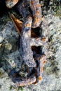 Old chain on rocky beach Royalty Free Stock Photo