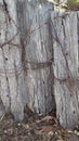 Rusty Wire and Fence Posts