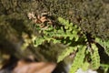 Rustyback fern Royalty Free Stock Photo