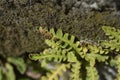 Rustyback fern Royalty Free Stock Photo