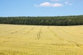 Rut on corn field