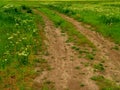 Rut-filled dirt road or path through meadow