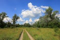 Rut road in forest