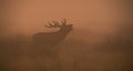 Red Deer, Deer, Cervus elaphus Royalty Free Stock Photo
