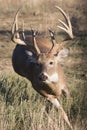 The rut is on for whitetail deer Royalty Free Stock Photo