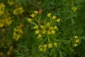 Common rue with flowers, Ruta graveolens, in garden, selected focus