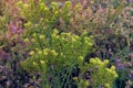 Ruta graveolens. Aromatic flowers in rural garden.