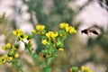 The flowers of Ruta graveolens with yellow flower in the yard