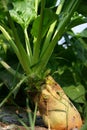 Rutabaga Royalty Free Stock Photo