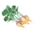 Rutabaga for banners, flyers, posters, cards. Bunch of Swede with leaves. Fresh organic and healthy, diet and vegetarian