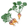 Rutabaga for banners, flyers, posters, cards. Bunch of Swede with leaves. Root vegetables. Cartoon style. Vector