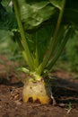 Rutabaga bed Royalty Free Stock Photo