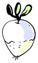 Rutabaga drawing, illustration, vector