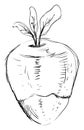 Rutabaga sketch, illustration, vector