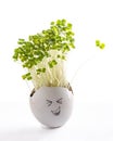 Rutabaga sprouts in egg shell on white background. Easter decoration. Gardening concept. Concept of beginning of life