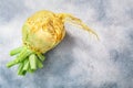 Rutabaga or swede root vegetable atop grey concrete backdrop,  top view Royalty Free Stock Photo