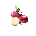 Rutabaga or swede root vegetable Swedish turnip, neep. Rutabaga or Brassica napus isolated. Organic healthy food. Red Royalty Free Stock Photo