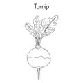 Rutabaga or Swede, or turnip Brassica napobrassica , root vegetable Royalty Free Stock Photo