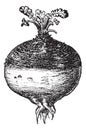 Rutabaga or Swede, vintage engraving