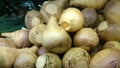 Rutabaga, Swedish turnip, Brassica napus rapifera, Royalty Free Stock Photo