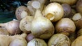 Rutabaga, Swedish turnip, Brassica napus rapifera, Royalty Free Stock Photo