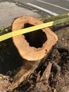 Hollow Tree, Tree Stump, Aftermath Of Tropical Storm Isaias, Rutherford, NJ, USA Royalty Free Stock Photo