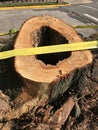 Tree Stump, Hollow Tree, Aftermath Of Tropical Storm Isaias, Rutherford, NJ, USA Royalty Free Stock Photo