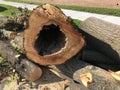 Hollow Tree Trunk, Aftermath Of Tropical Storm Isaias, Rutherford, NJ, USA Royalty Free Stock Photo