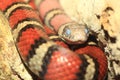 Ruthven kingsnake