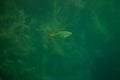 Rutilus rutilus - Roach fish in a beautiful lake in austria, underwater photography in a lake Royalty Free Stock Photo